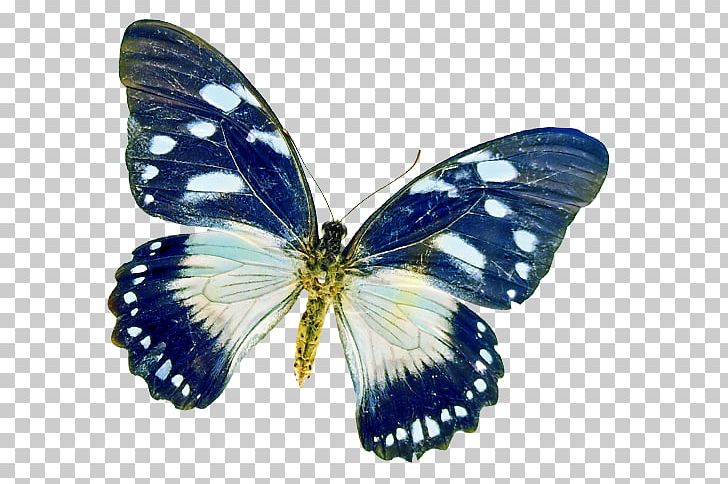 Brush-footed Butterflies Butterfly Pieridae Moth PNG, Clipart, Arthropod, Blue, Brush Footed Butterfly, Butt, Butterfly Free PNG Download