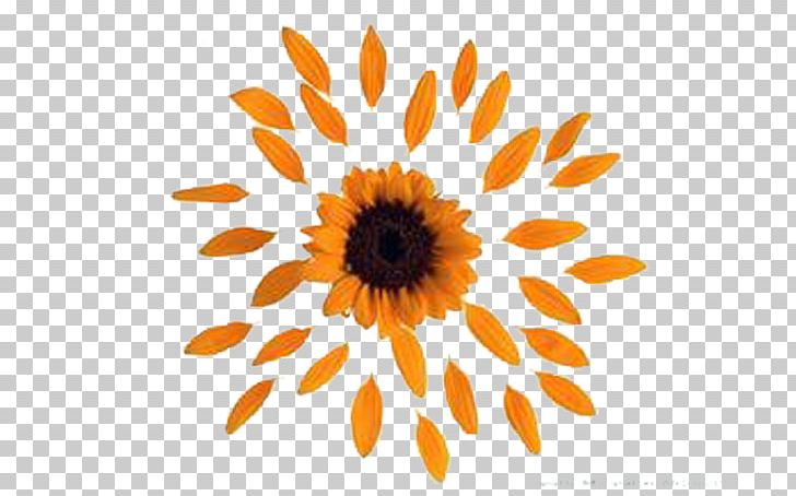 Common Sunflower Petal PNG, Clipart, Color, Daisy, Daisy Family, Element, Floral Design Free PNG Download