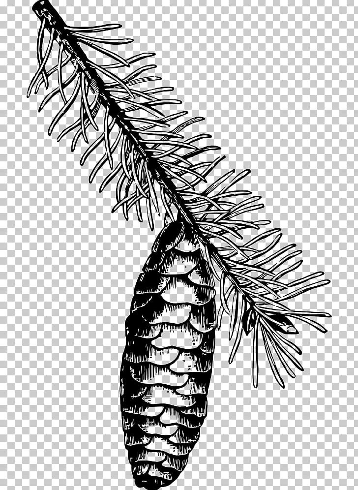 Drawing Norway Spruce Line Art PNG, Clipart, Black And White, Branch, Cartoon, Cone, Drawing Free PNG Download
