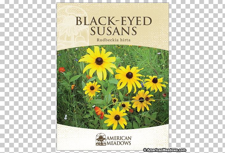 Sunflower Seed Black-eyed Susan Sunflowers Wildflower PNG, Clipart,  Free PNG Download