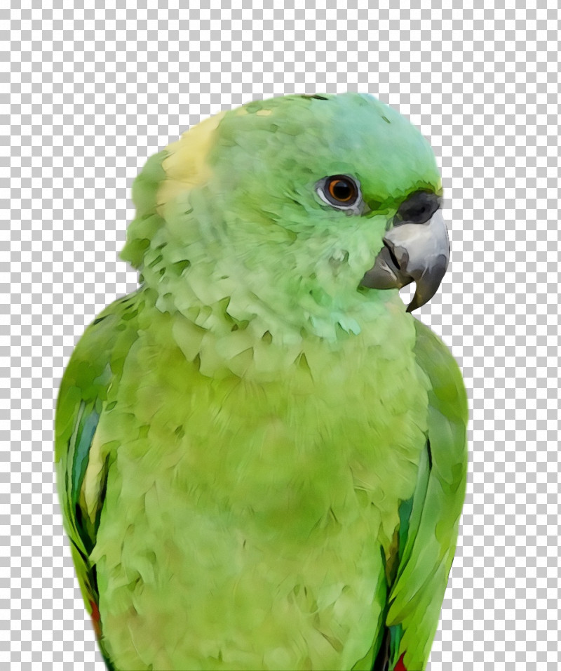 Feather PNG, Clipart, Beak, Feather, Macaw, Paint, Parakeet Free PNG Download