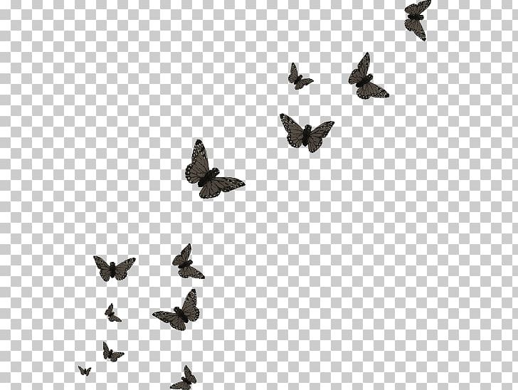 Butterfly Papillon Dog Editing PNG, Clipart, Animal, Bird, Black, Butterflies, Butterfly Group Free PNG Download
