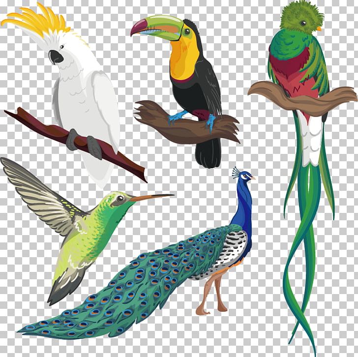 Hummingbird Parrot Drawing PNG, Clipart, Animal, Animals, Art, Balloon Cartoon, Beak Free PNG Download