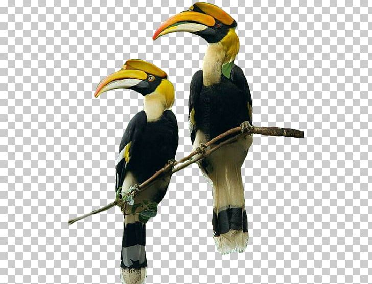 Intsingizi Town Lodge And Conference Centre Hornbill Street Toucan Bird PNG, Clipart, Accommodation, Animal, Beak, Bed And Breakfast, Bird Free PNG Download