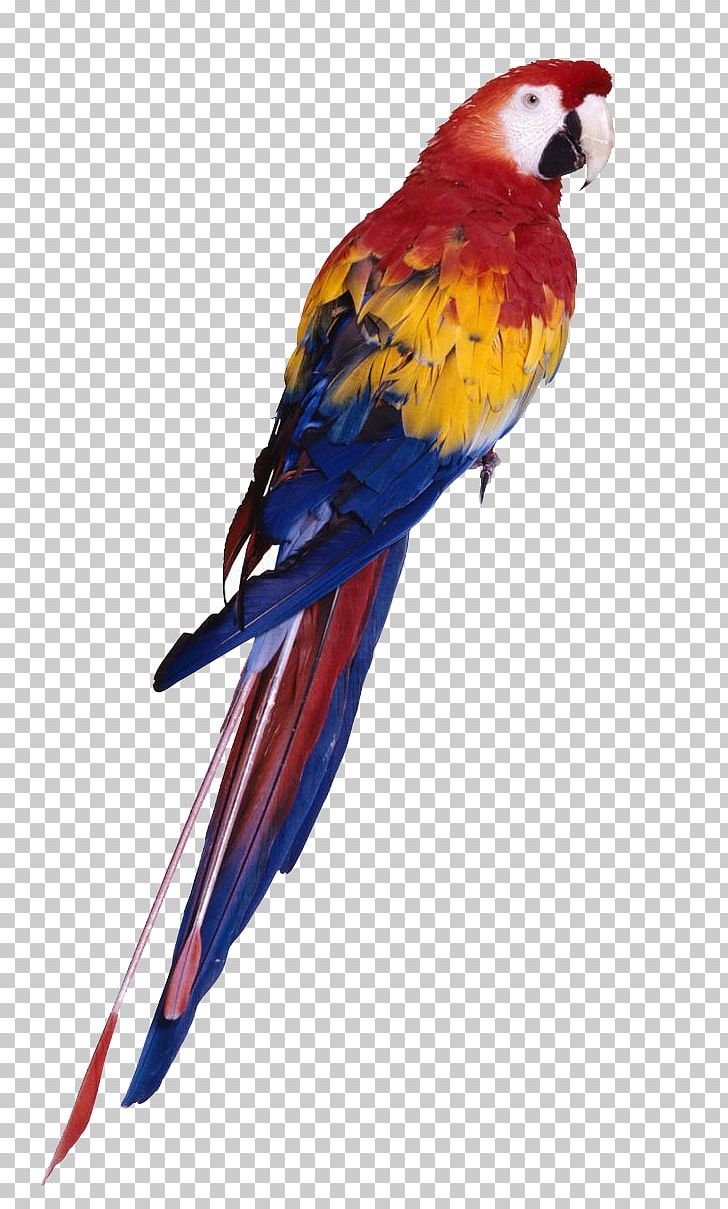 Parrot Bird Budgerigar Toy Cockatiel PNG, Clipart, Animals, Aviary, Beak, Bird, Birdcage Free PNG Download