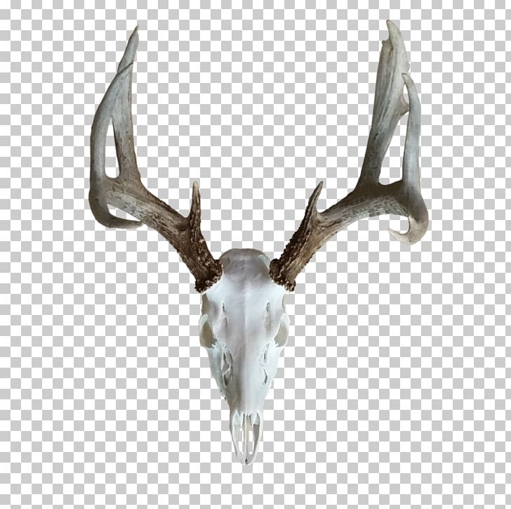 Reindeer Elk Antler Horn PNG, Clipart, Animals, Antler, Beetle, Beetlejuice, Deer Free PNG Download