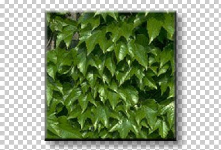Boston Ivy Evergreen Vine Virginia Creeper PNG, Clipart, Boston Ivy, Broadleaved Tree, Cutting, Evergreen, Fatshedera Lizei Free PNG Download
