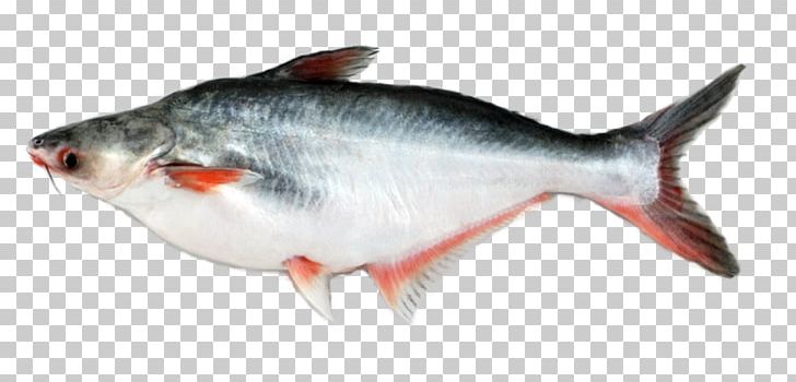 Iridescent Shark Basa Fish Fillet Food PNG, Clipart, Anchovy, Animals, Barramundi, Basa, Bass Free PNG Download