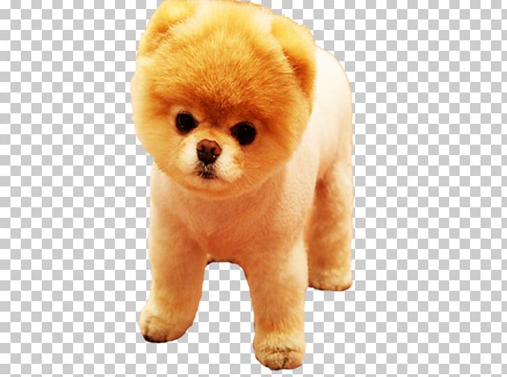 Pomeranian Puppy Chihuahua Siberian Husky Boo PNG, Clipart, Animals, Carnivoran, Companion Dog, Cuteness, Desktop Wallpaper Free PNG Download