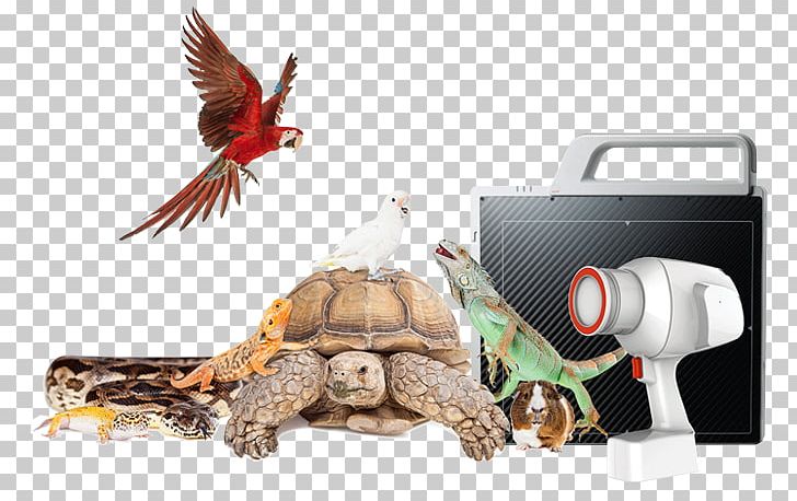 Reptile Exotic Pet Veterinarian Common Iguanas PNG, Clipart, Animal, Bearded Dragons, Box Turtle, Cat, Common Iguanas Free PNG Download