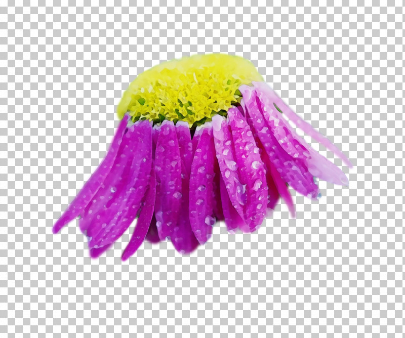 Purple Violet Yellow Pink Plant PNG, Clipart, Ball, Flower, Flowers, Gerbera, Paint Free PNG Download