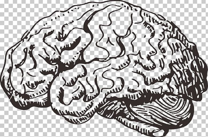 Human Brain Information PNG, Clipart, Artificial Intelligence, Black And White, Bone, Brain, Brain Bulb Free PNG Download