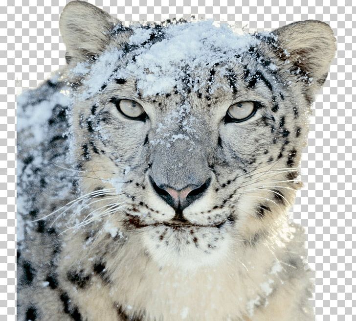 Mac OS X Snow Leopard Mac OS X Leopard PNG, Clipart, Animals, Apple, Big Cat, Big Cats, Carnivoran Free PNG Download