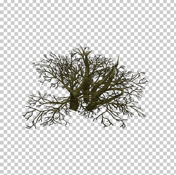 Twig Plant Stem PNG, Clipart, Branch, Geometric Tree, Grass, Others, Plant Free PNG Download