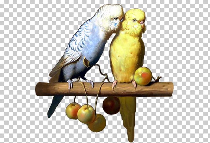 Budgerigar The Carolina Parakeet: America's Lost Parrot In Art And Memory Bird Columbidae PNG, Clipart,  Free PNG Download