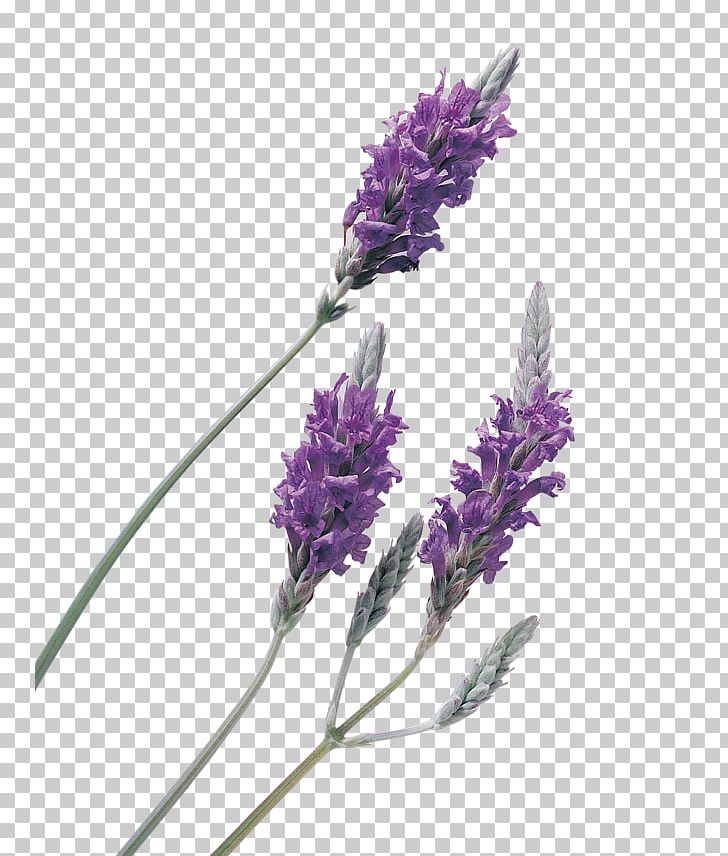 Lavender Oil Lavender Oil Essential Oil PNG, Clipart, Aroma, Computer Icons, English Lavender, Essential Oil, Flavor Free PNG Download