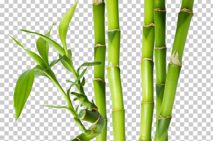 Bamboe Bamboo Plant Stem Paper Bud PNG, Clipart, Asparagus, Bamboe, Bamboo, Bud, Color Free PNG Download
