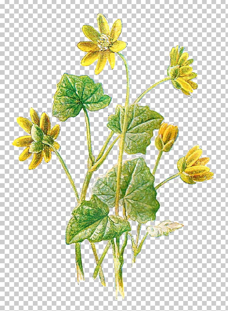 Ficaria Verna Flower Greater Celandine Botany PNG, Clipart, Anemone Nemorosa, Botanical, Botanical Illustration, Botany, Buttercup Free PNG Download