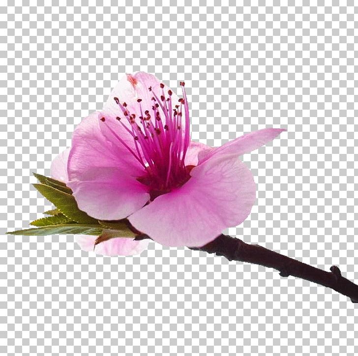 Peach Blossom Euclidean PNG, Clipart, Blossom, Blossoms, Cherry Blossom, Cherry Blossoms, Euclidean Vector Free PNG Download