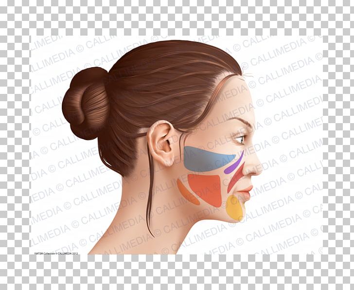 Cheek Anatomia Y Fisiologia Anatomy Physiology Head PNG, Clipart, Anatomia Y Fisiologia, Anatomy, Cheek, Chin, Chin Template Free PNG Download