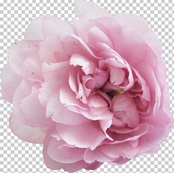 Peony Flower PNG, Clipart, Camellia, Clip Art, Cut Flowers, Floribunda, Flower Free PNG Download