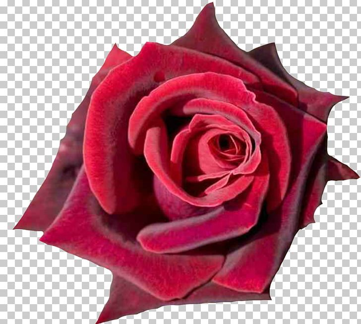 Rose Desktop Red Flower Pink PNG, Clipart, Blue Rose, Color, Cut Flowers, Desktop Wallpaper, Display Resolution Free PNG Download