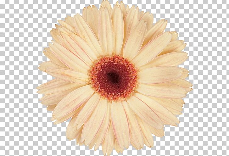 Transvaal Daisy Chrysanthemum Daisy Family Cut Flowers PNG, Clipart, Assortment Strategies, Chrysanthemum, Chrysanths, Cut Flowers, Daisy Free PNG Download