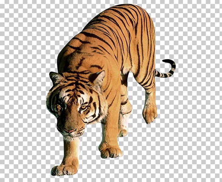 Word Letter Sumatran Tiger Child PNG, Clipart, Animal Figure, Bengal Tiger, Big Cats, Carnivoran, Cat Like Mammal Free PNG Download