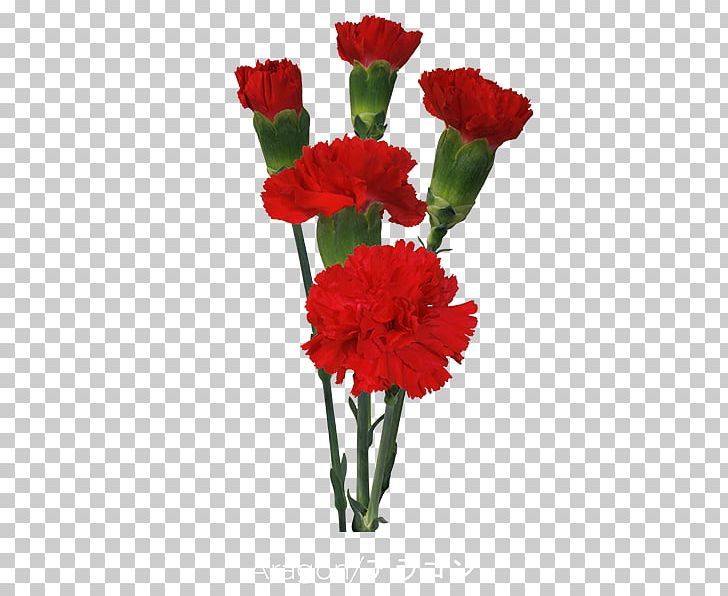 Carnation Cut Flowers Floristry Floral Design PNG, Clipart, All Inseason, Annual Plant, Artificial Flower, Carnation, Cut Flowers Free PNG Download