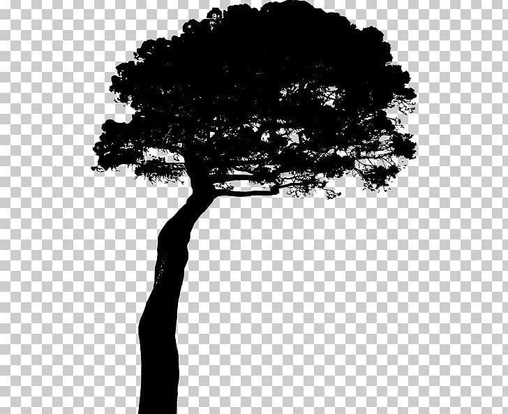 Stone Pine Tree PNG, Clipart, Black And White, Bonsai, Branch, Clip Art, Computer Icons Free PNG Download