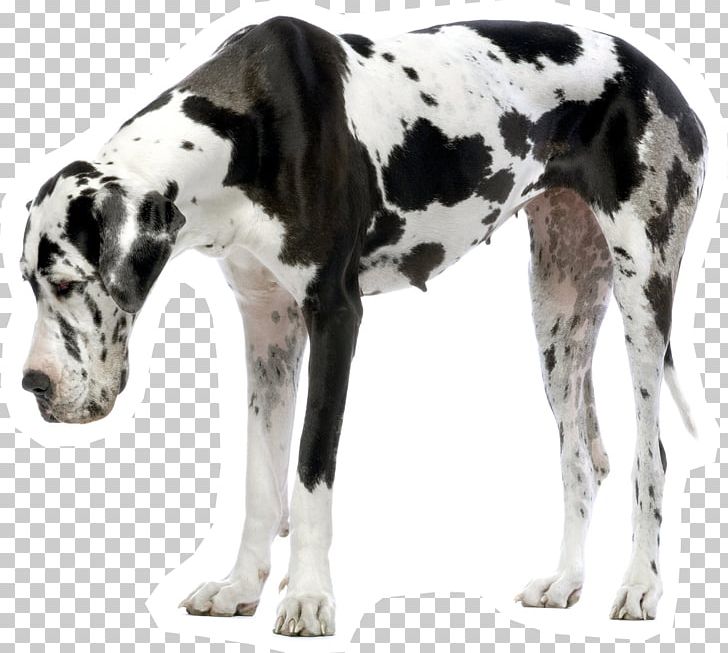 Great Dane Puppy Dogo Argentino Siberian Husky Dalmatian Dog PNG, Clipart, Animals, Breed, Carnivoran, Cat, Coat Free PNG Download