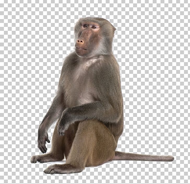 Mandrill Hamadryas Baboon Primate Ape Monkey PNG, Clipart, Animals, Ape, Baboon, Baboons, Fauna Free PNG Download