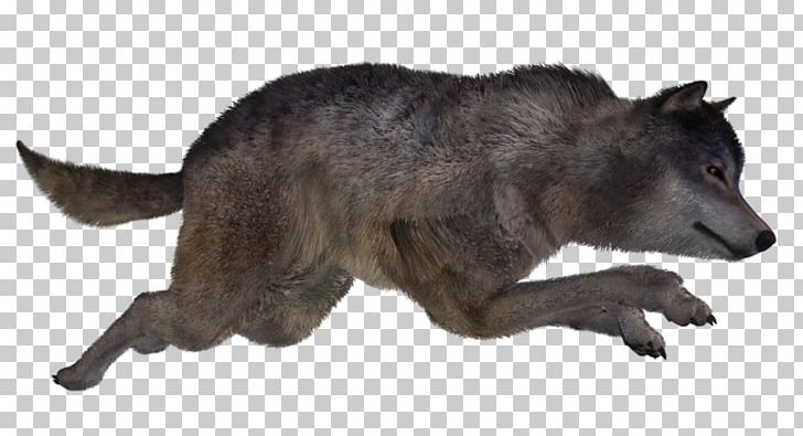 Alaskan Tundra Wolf Procyonidae Snout Fur PNG, Clipart, Alaskan Tundra Wolf, Animal, Animal Figure, Canis, Canis Lupus Tundrarum Free PNG Download