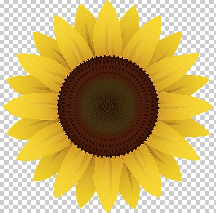 Common Sunflower PNG, Clipart, Closeup, Common Sunflower, Daisy Family, Download, Flower Free PNG Download