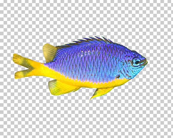 Blue Computer Network Animals PNG, Clipart, Animals, Aquarium Fish, Blue, Computer Graphics, Computer Network Free PNG Download