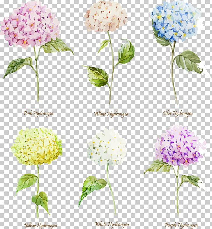 Hydrangea Flower Watercolor Painting Euclidean PNG, Clipart, Cornales, Encapsulated Postscript, Flowers, Happy Birthday Vector Images, Lilac Free PNG Download