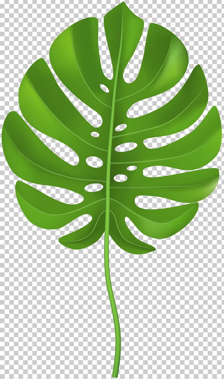 Leaf PNG, Clipart, Arecaceae, Clip Art, Document, Download, Flora Free PNG Download