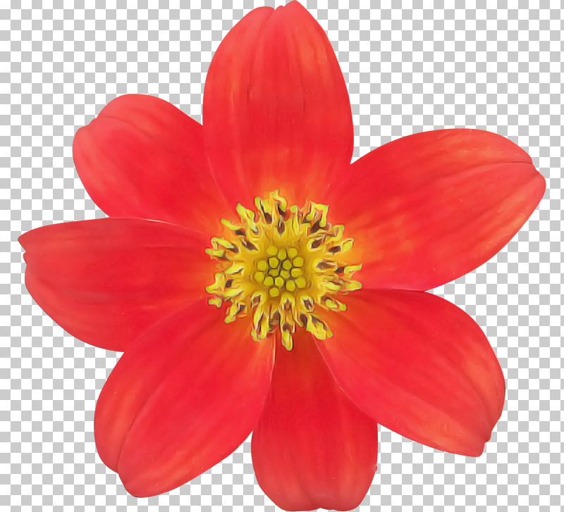 Dahlia Annual Plant Flower Plants Biology PNG, Clipart, Annual Plant, Biology, Dahlia, Flower, Plants Free PNG Download
