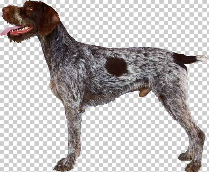 German Wirehaired Pointer Wirehaired Pointing Griffon Spinone Italiano German Shorthaired Pointer PNG, Clipart, Breed, Carnivoran, Dog, Dog Breed, Dog Like Mammal Free PNG Download