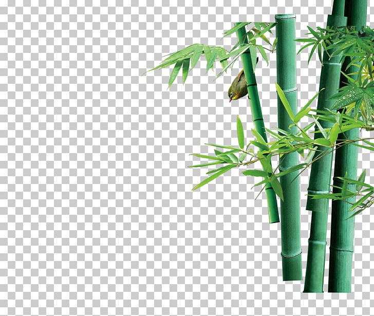 Green Bamboo Bamboe Computer File PNG, Clipart, Angle, Background Green, Bamboe, Bamboo, Bamboo Vector Free PNG Download