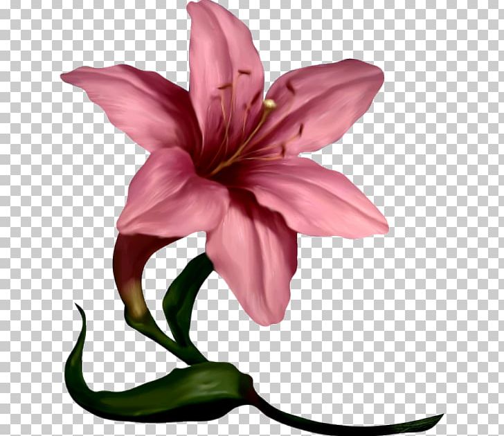 Lilium Flower Pink PNG, Clipart, Art, Common Daisy, Cut Flowers, Fineart Photography, Flowering Plant Free PNG Download