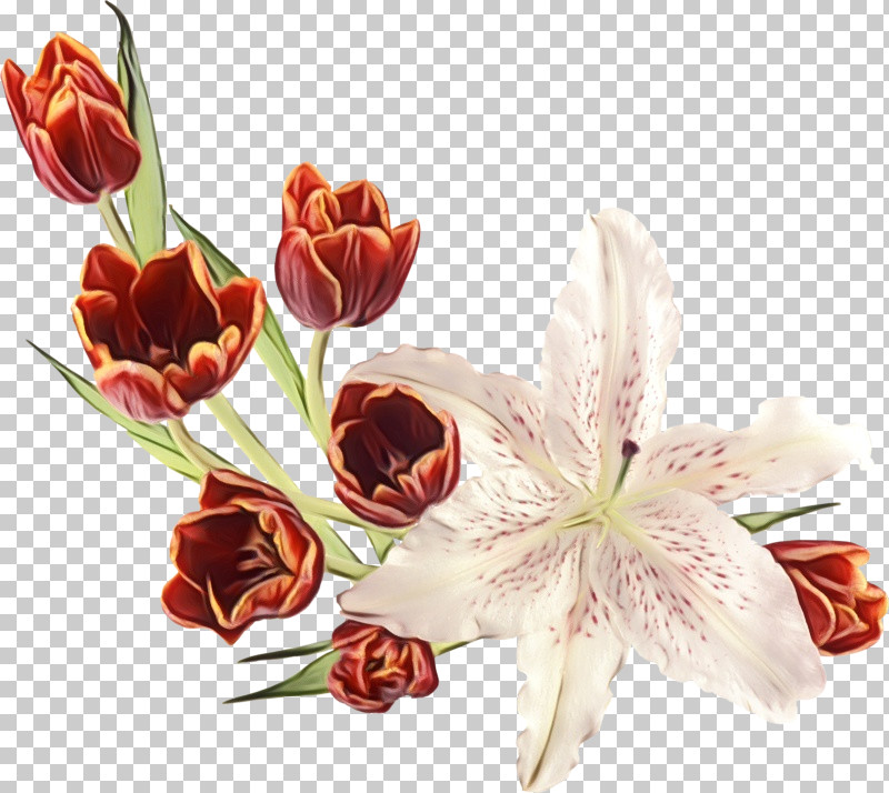 Flower Cut Flowers Plant Petal Bouquet PNG, Clipart, Bouquet, Cut Flowers, Flower, Lily, Lily Family Free PNG Download