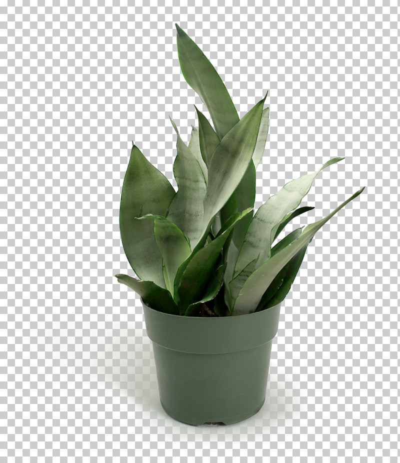 Flowerpot Houseplant Leaf Plant Flower PNG, Clipart, Agave, Aloe, Flower, Flowerpot, Herb Free PNG Download