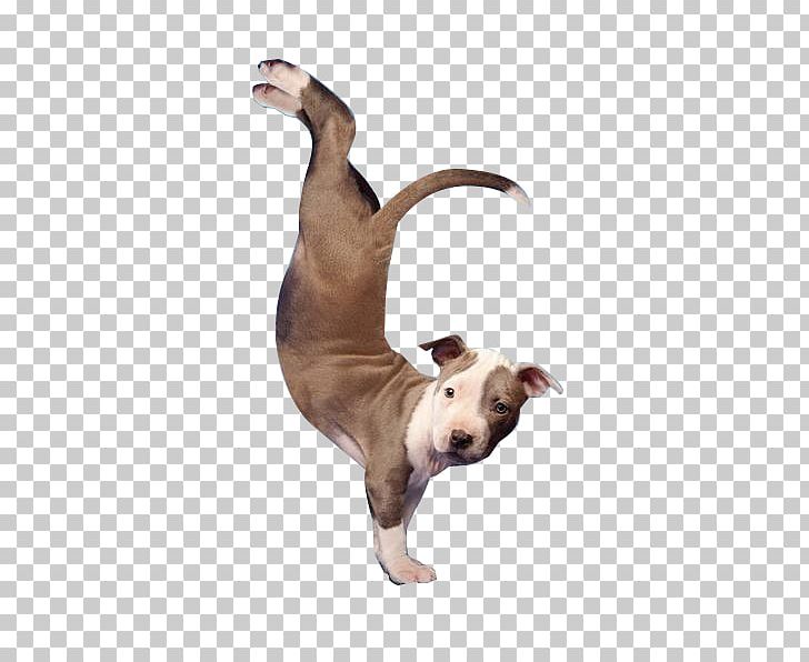 Italian Greyhound Dog Breed Pet Sitting PNG, Clipart, Animal Shelter, Carnivoran, Cute Puppy, Dog, Dog Crossbreeds Free PNG Download