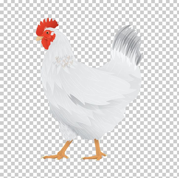 Rooster Broiler Malines Hen Poultry Farming PNG, Clipart, Beak, Bird, Broiler, Chicken, Desktop Wallpaper Free PNG Download