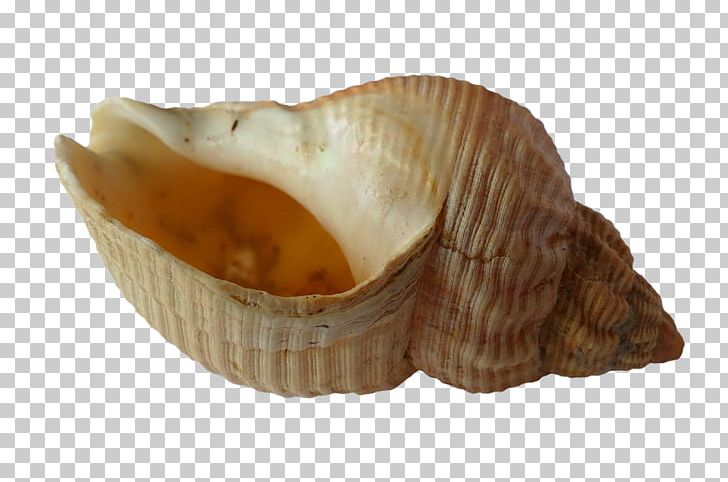Seashell Conch PNG, Clipart, Beach, Clam, Clams Oysters Mussels And Scallops, Cockle, Conch Free PNG Download
