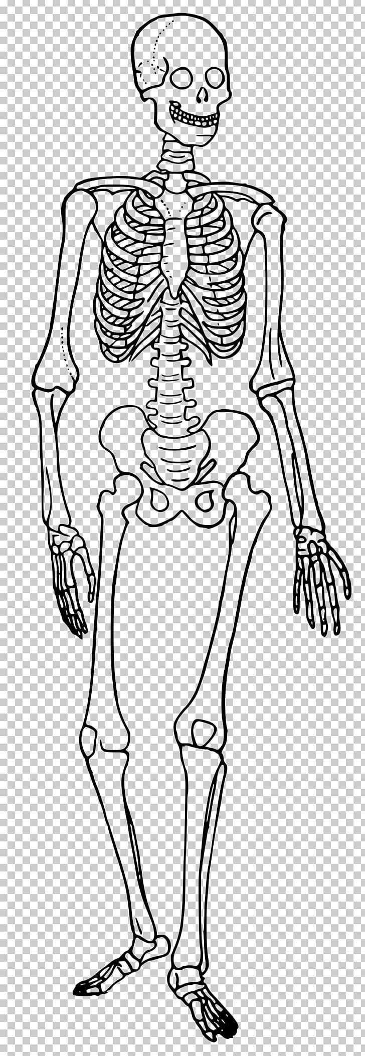 The Skeletal System Human Skeleton Human Body Diagram Bone PNG, Clipart, Anatomy, Arm, Art, Cartoon, Fashion Illustration Free PNG Download