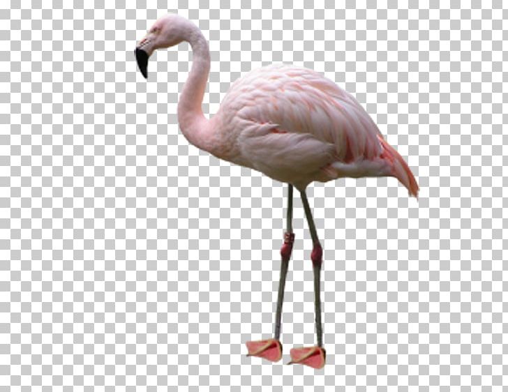 Bird Phoenicopteridae Flamingo PNG, Clipart, Animals, Beak, Bird, Encapsulated Postscript, Flamingo Free PNG Download