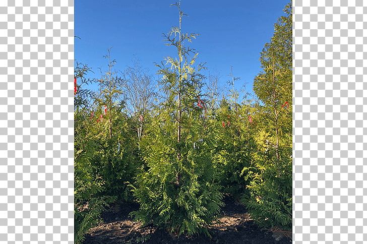 Larch Spruce Tree Leyland Cypress Arborvitae PNG, Clipart, Biome, Broadleaved Tree, Conifer, Conifers, Cupressus Free PNG Download