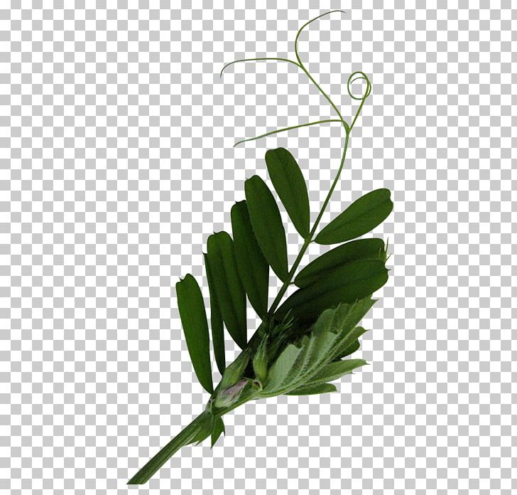 Leaf Tree Plant Stem PNG, Clipart, Blog, Book, Branch, Flower, Herb Free PNG Download